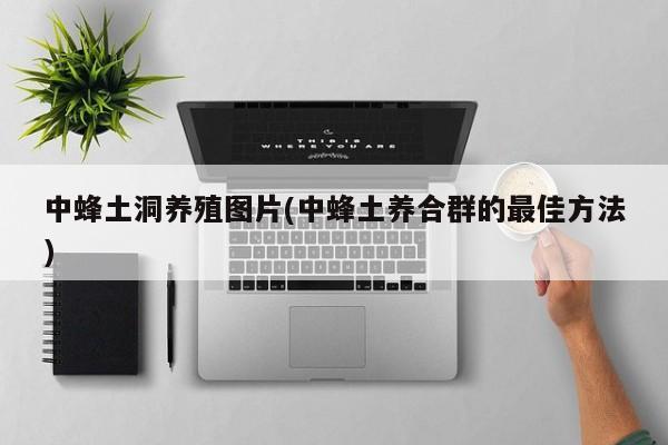 中蜂土洞养殖图片(中蜂土养合群的最佳方法)