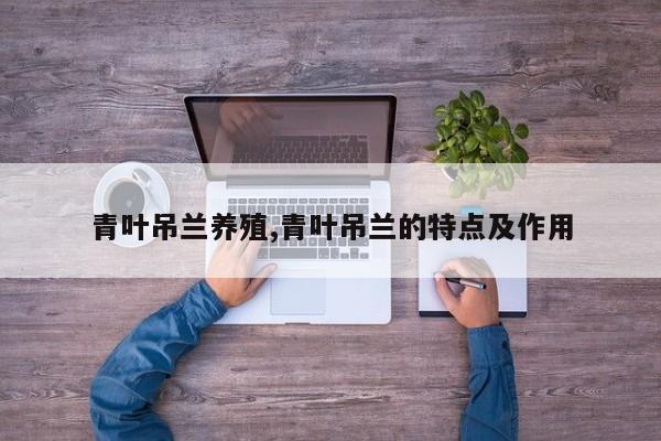 青叶吊兰养殖,青叶吊兰的特点及作用