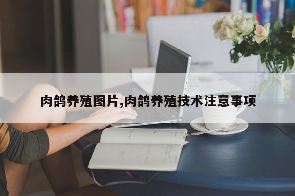肉鸽养殖图片,肉鸽养殖技术注意事项