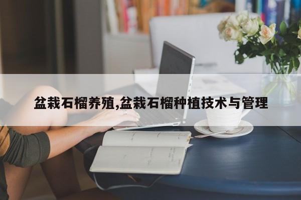盆栽石榴养殖,盆栽石榴种植技术与管理